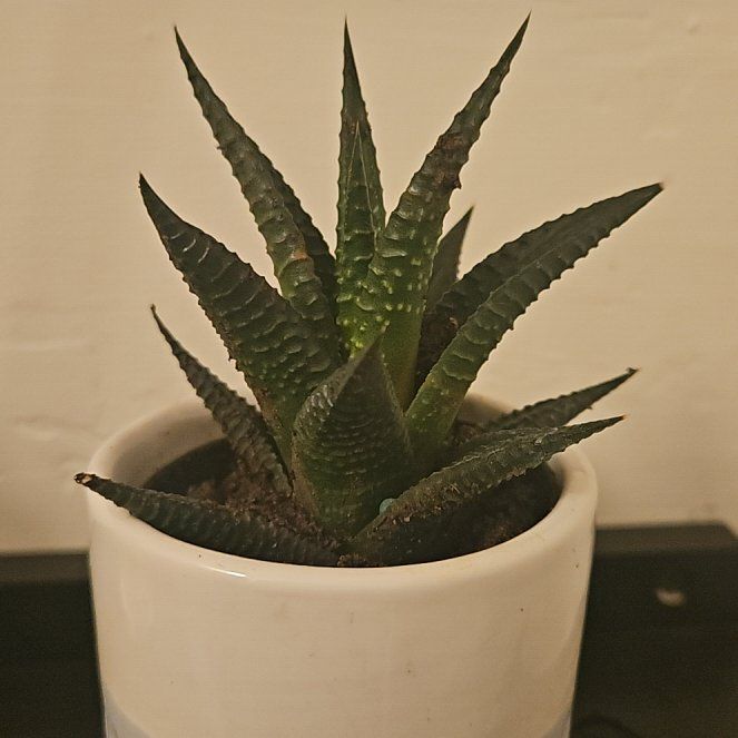 Photo of the plant species dolomite tricolor succulent by @RadiantLuckyred named Naomi on Greg, the plant care app