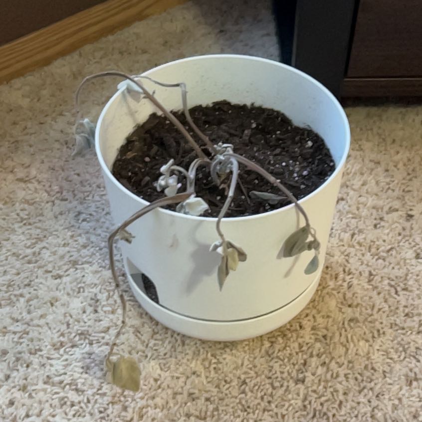 Photo of the plant species Silver Shield by @UpfrontNinebark named da Vinci on Greg, the plant care app