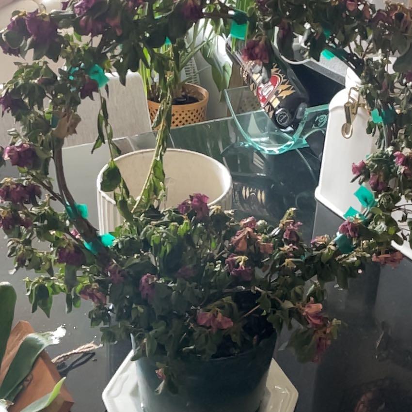 Photo of the plant species Azalia 'autumn Majesty' by @Xtineu named Luna on Greg, the plant care app