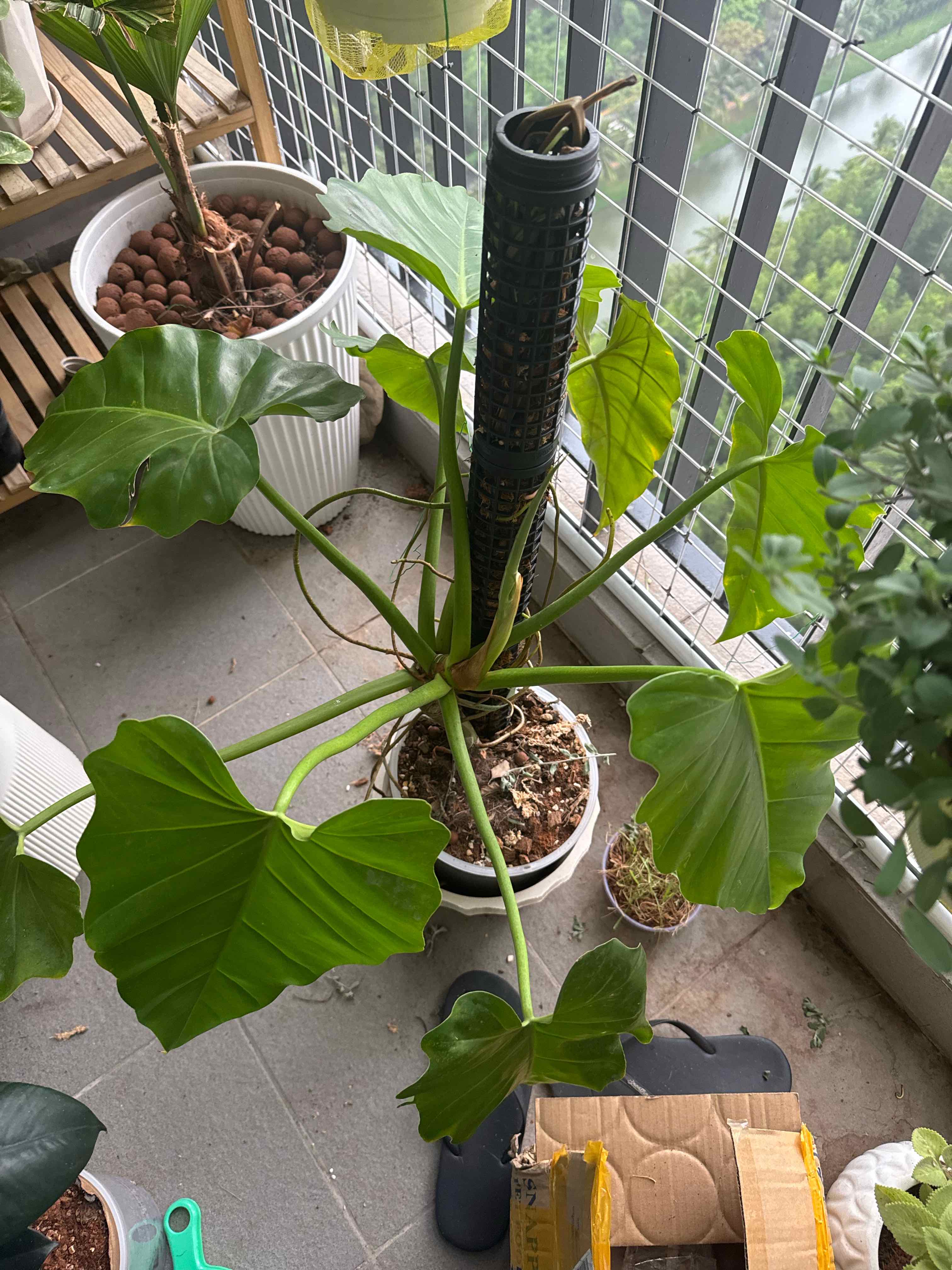 Photo of the plant species Philodendron subincisum by @flomarch named mirrorball on Greg, the plant care app