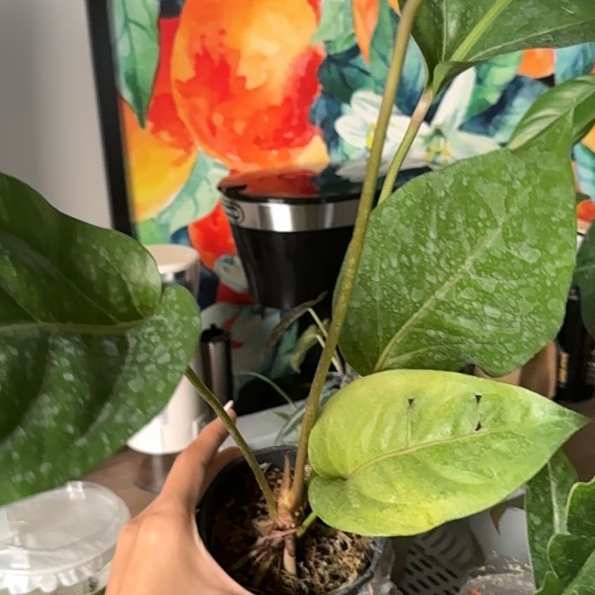 Photo of the plant species Anthurium Hookeri Mint by @flomarch named key lime green on Greg, the plant care app