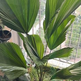 Photo of the plant species Ruffled Fan Palm by @flomarch named inez on Greg, the plant care app