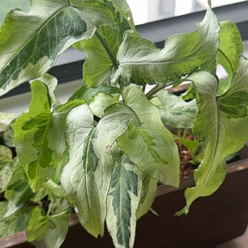 Photo of the plant species Three Kings Syngonium by @flomarch named king of my heart on Greg, the plant care app