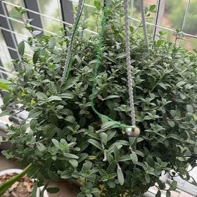 Photo of the plant species Blue Daze by @flomarch named lavender haze on Greg, the plant care app