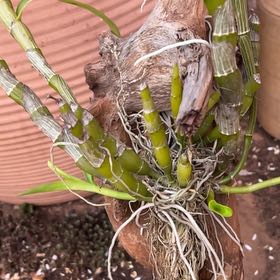 Photo of the plant species Tampa Butterfly Orchid by @PureCascadepalm named Clooney on Greg, the plant care app