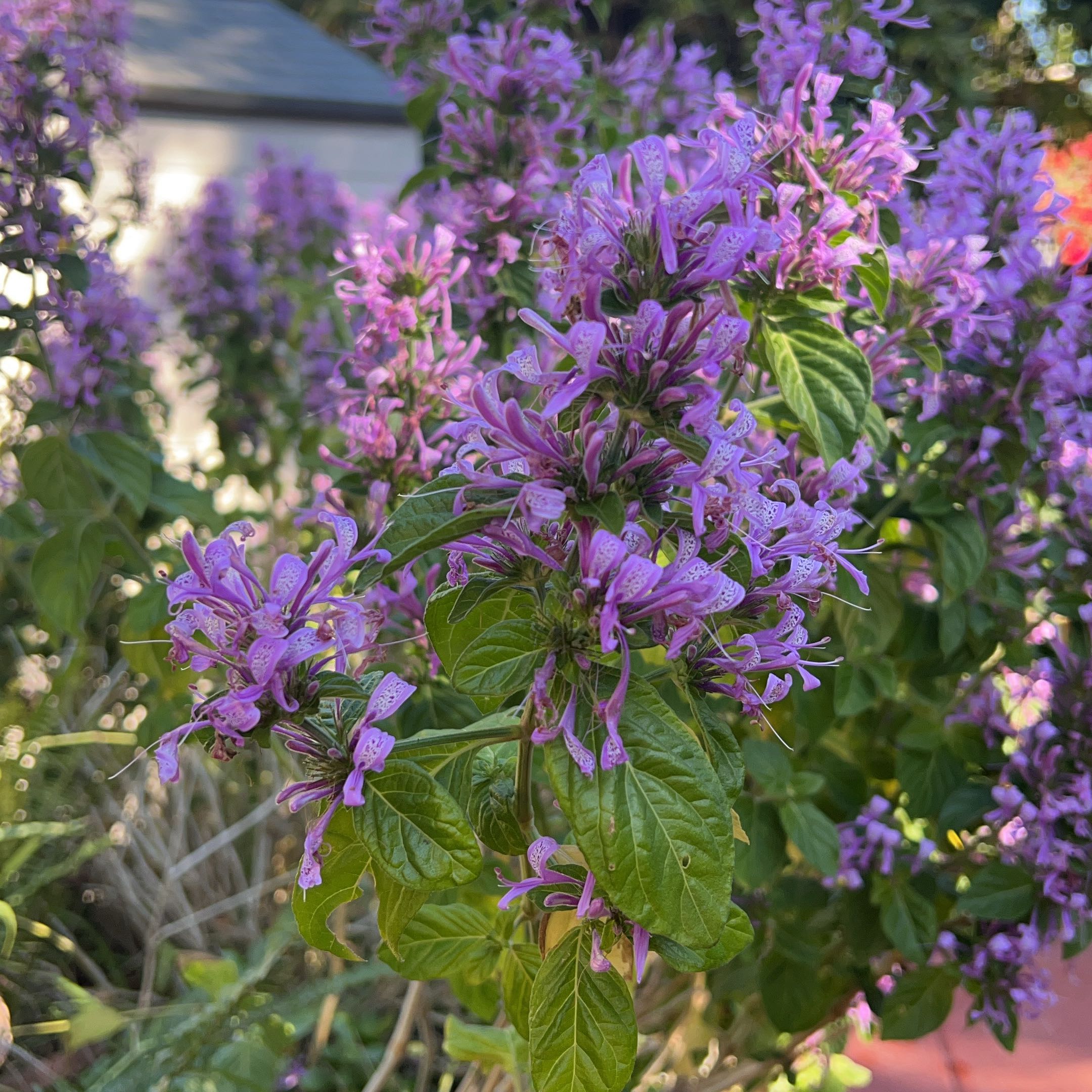 Photo of the plant species Ribbon Bush by @HipSalsify3 named Oscar on Greg, the plant care app