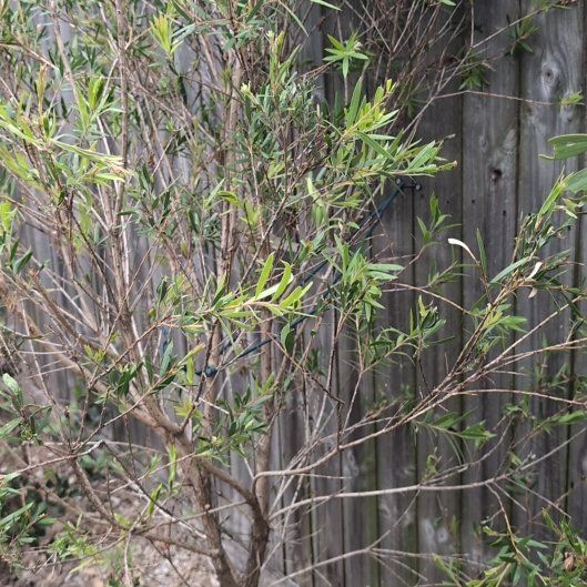 Photo of the plant species Callistemon viminalis by @ValidBagpod12 named Austen on Greg, the plant care app