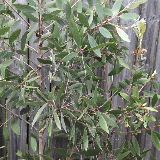 Photo of the plant species Coast Banksia by @ValidBagpod12 named Demi on Greg, the plant care app