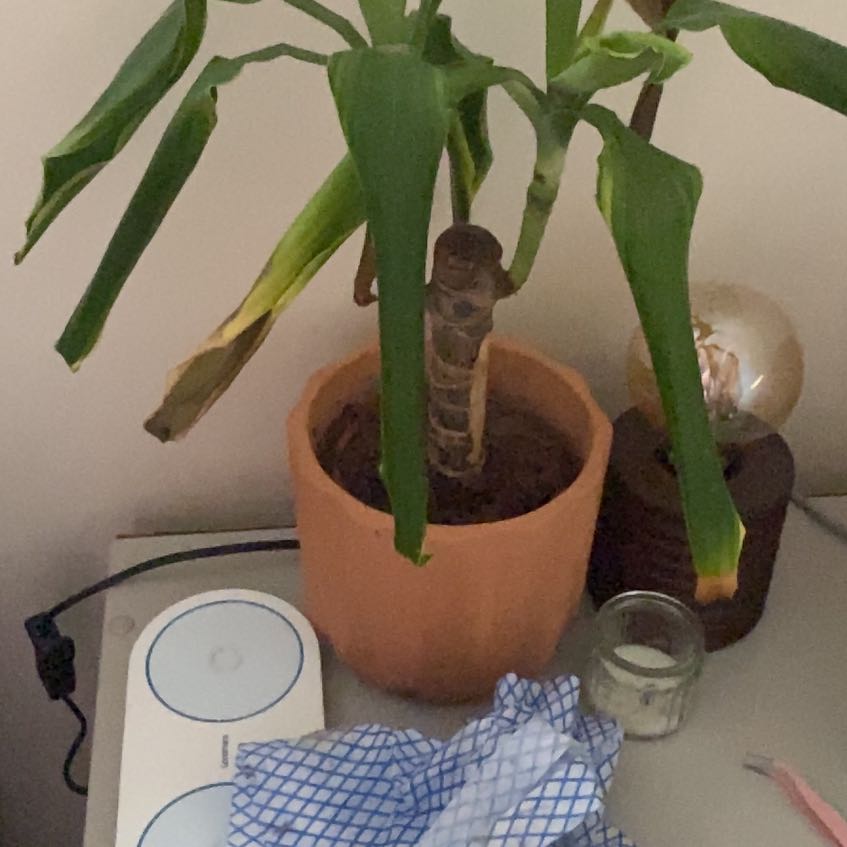 Photo of the plant species dragon tree golden coast by @CuteBogmyrtle named Marley on Greg, the plant care app