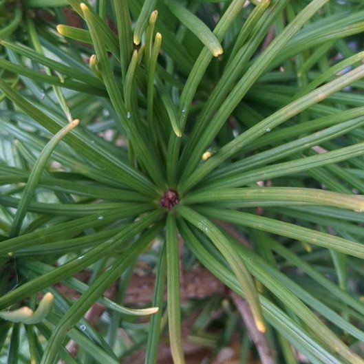 Photo of the plant species Japanese umbrella pine by @DearFanpalm32 named Curie on Greg, the plant care app