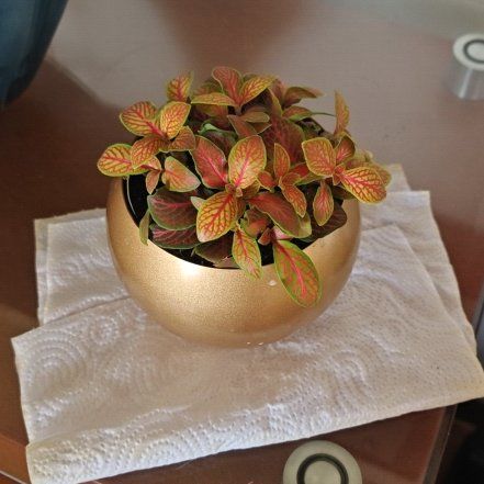 Photo of the plant species Fittonia 'Flammule' by @FastWinterheath named Throrfin on Greg, the plant care app