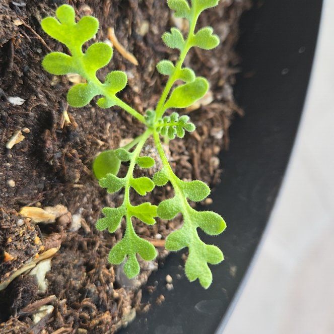 Photo of the plant species Smallflower Nemophila by @ContentBeebalm named Kobe on Greg, the plant care app