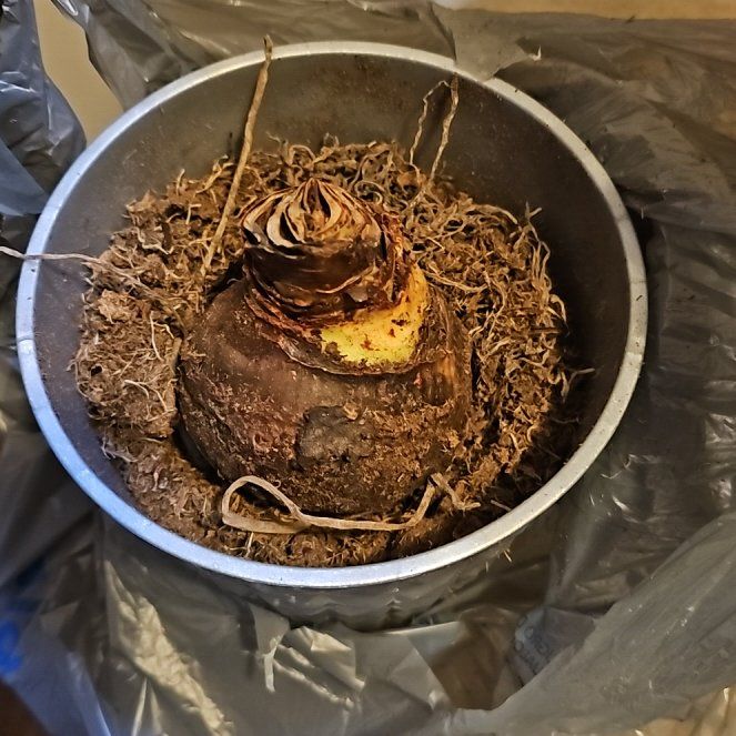 Plant care for Philodendron on Greg, the plant care app