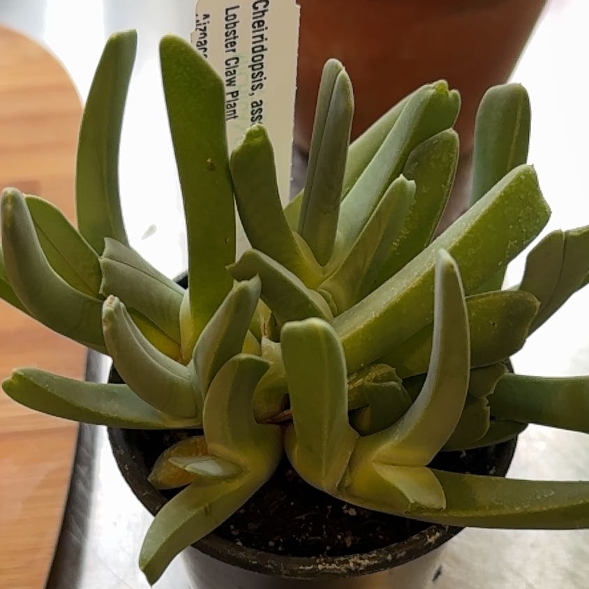 Photo of the plant species Lobster Claws by @HotMountainflax named Rainier on Greg, the plant care app