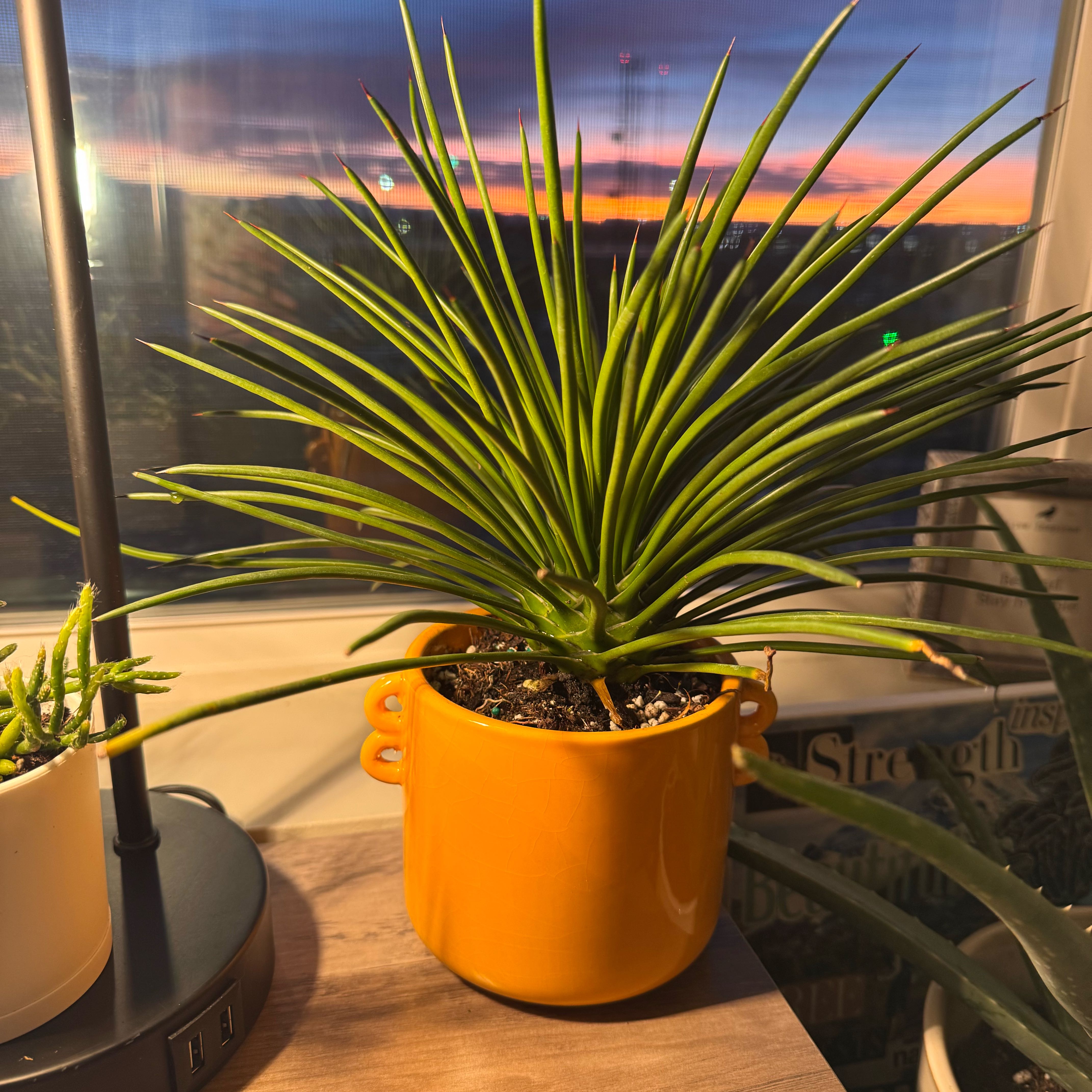 Photo of the plant species Narrow Leaf Century Plant by @SolidlyHoyajade named Esmeralda on Greg, the plant care app