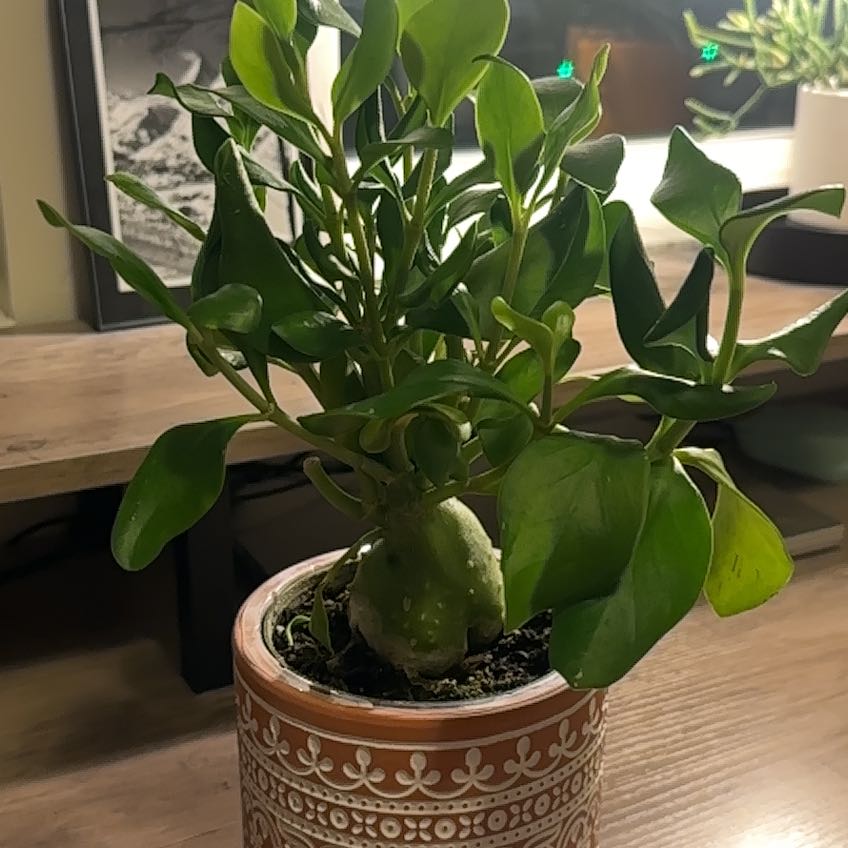 Photo of the plant species Ant plant by @SolidlyHoyajade named Moto Moto on Greg, the plant care app