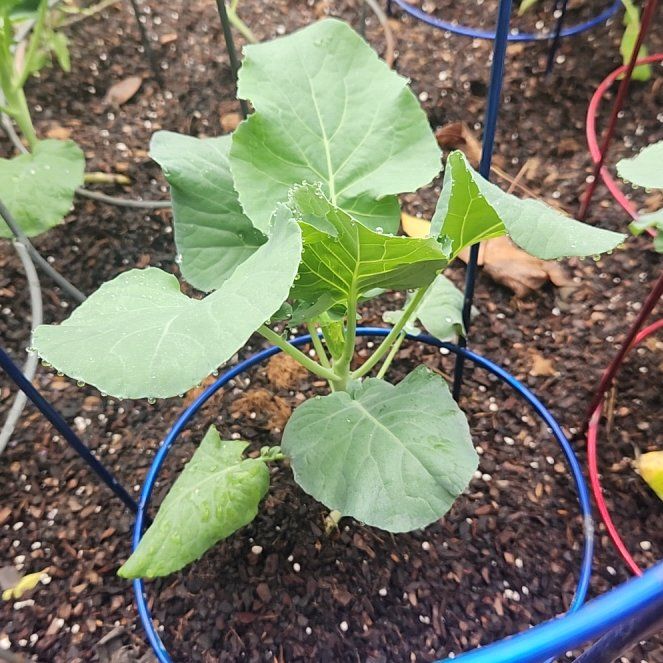 Photo of the plant species Aspabroc Baby Broccoli by @DeftTauhinu78 named Harry on Greg, the plant care app