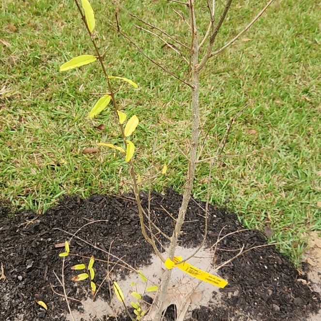 Photo of the plant species Russian Pomegranate by @DeftTauhinu78 named Bella on Greg, the plant care app