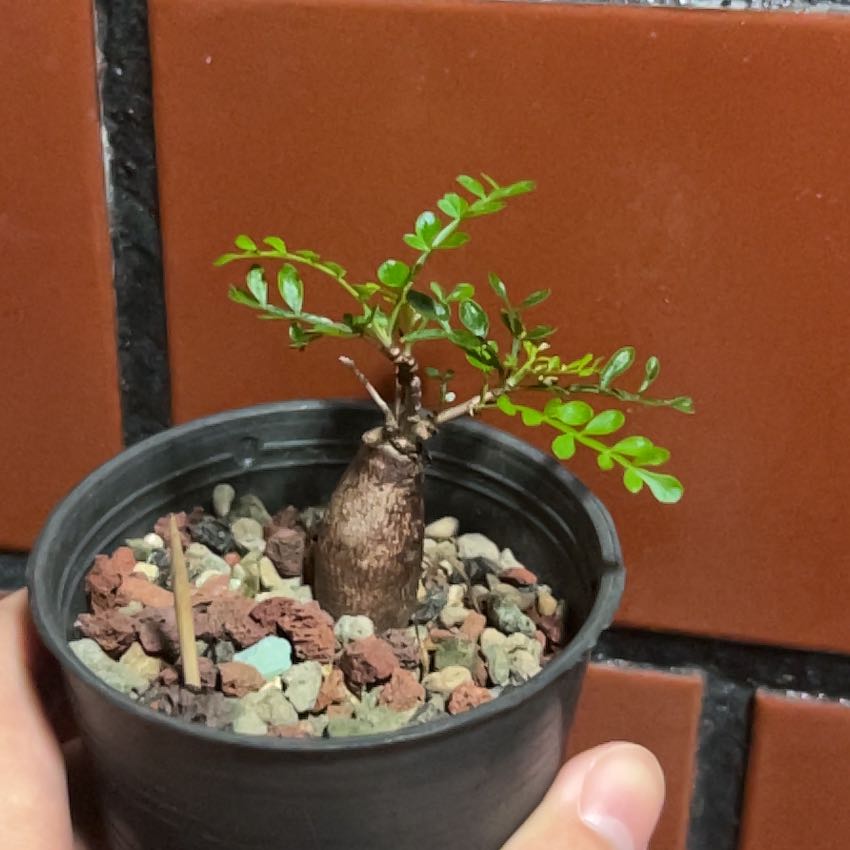 Photo of the plant species Pachypus by @ZealfulMiro named Bonsly on Greg, the plant care app