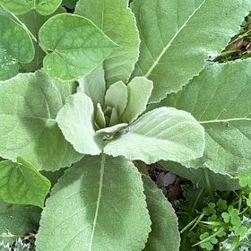 Photo of the plant species Mullein by @FitNorthernrātā named Wall-E on Greg, the plant care app