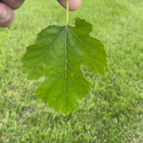 Photo of the plant species White Mulberry by @FitNorthernrātā named Ulysses S Plant on Greg, the plant care app