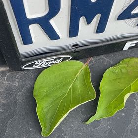 Photo of the plant species Japanese Tree Lilac by @FitNorthernrātā named Leonardo on Greg, the plant care app