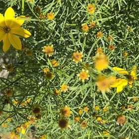 Photo of the plant species Whorled Tickseed by @KeenCornspurrey named Taylor Swift on Greg, the plant care app