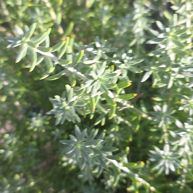 Photo of the plant species Coastal Rosemary by @StarAloeblueelf named Spike Leaves on Greg, the plant care app