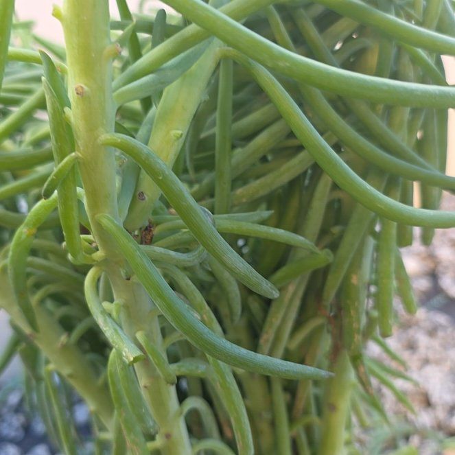Photo of the plant species Fingertips by @StarAloeblueelf named Apollo on Greg, the plant care app