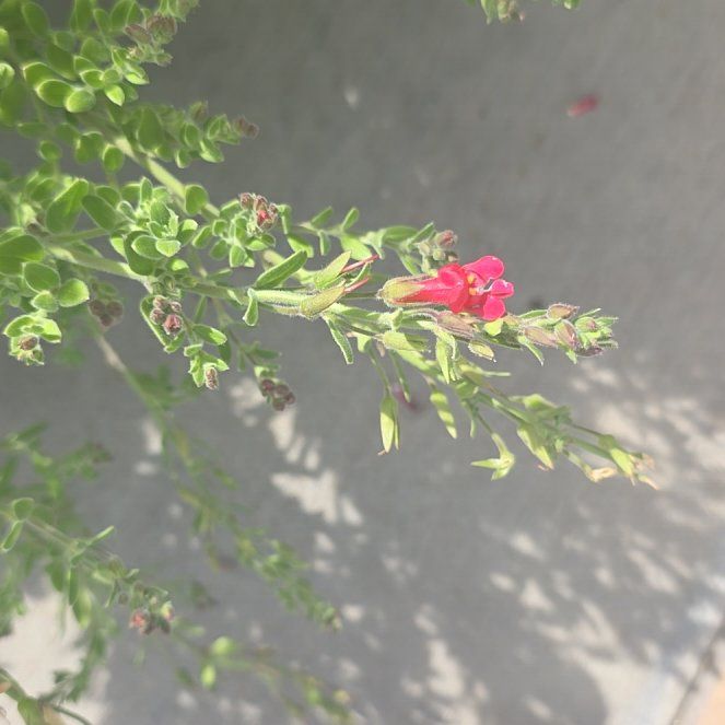 Photo of the plant species Island Snapdragon Firecracker by @StarAloeblueelf named Tupot amaroot on Greg, the plant care app