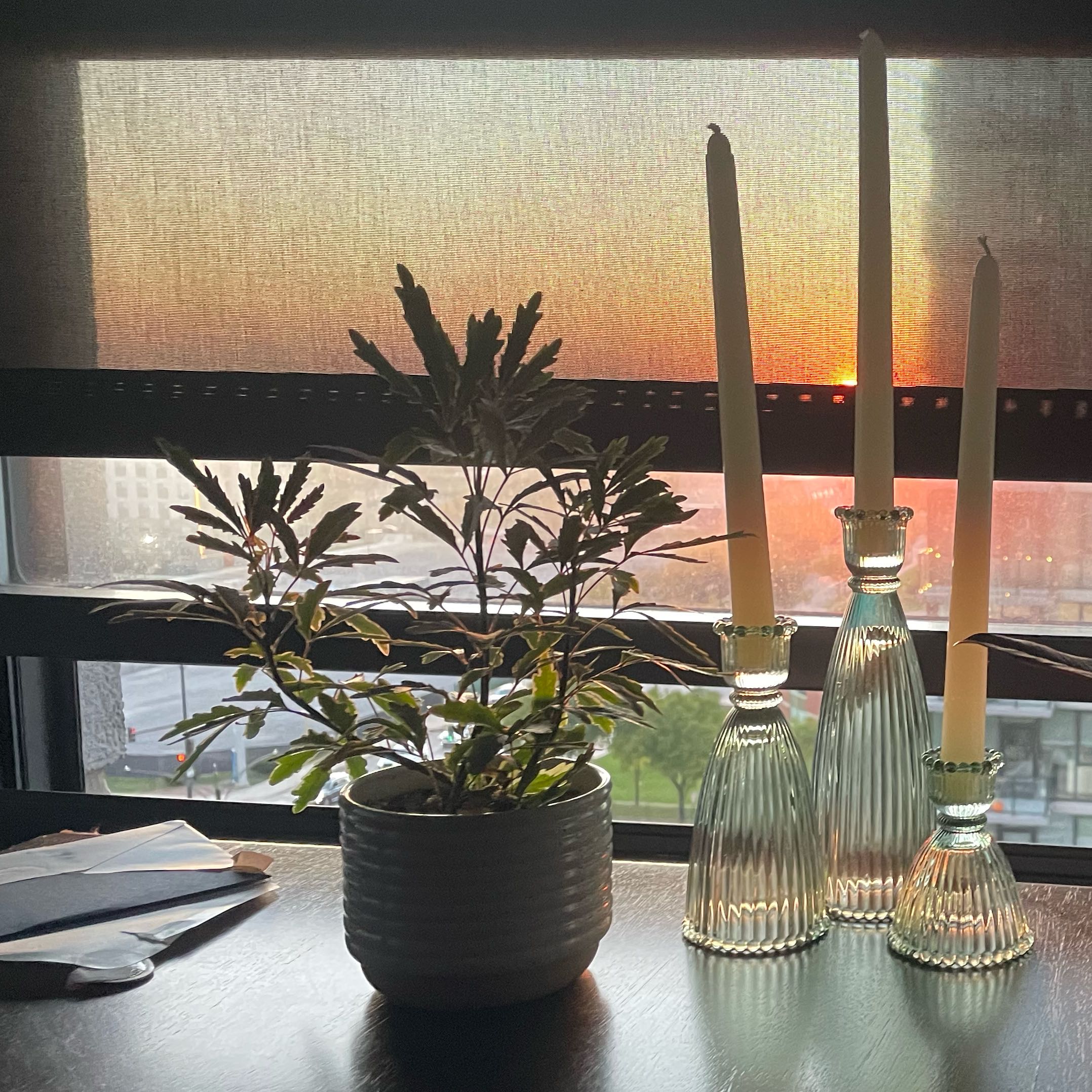 Photo of the plant species gold crest false aralia by @SpiffyShadscale named Girlfrond on Greg, the plant care app