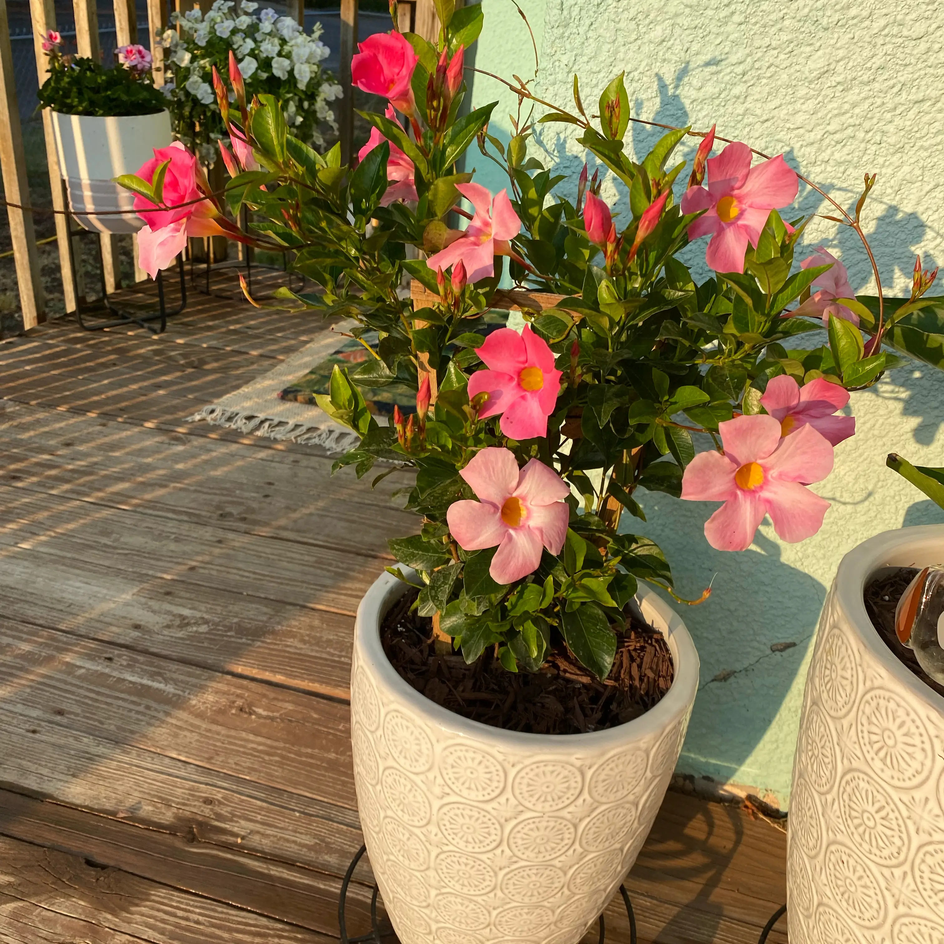 Photo of the plant species Sun Parasol Mandevilla by @MusicalSnowdrop named Elizabeth on Greg, the plant care app