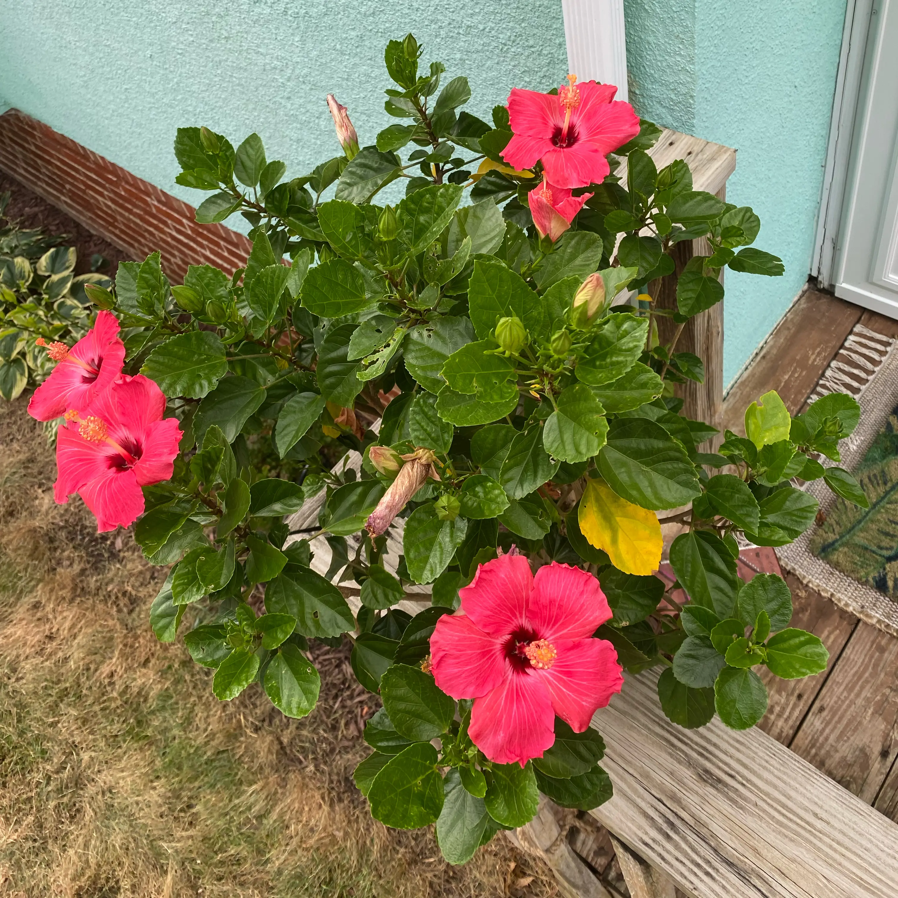 Photo of the plant species Hibiscus Tree by @MusicalSnowdrop named Mary on Greg, the plant care app