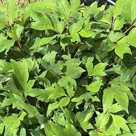 Photo of the plant species Asian Bleeding-Heart by @DoughtyToropapa named LiloStitch on Greg, the plant care app