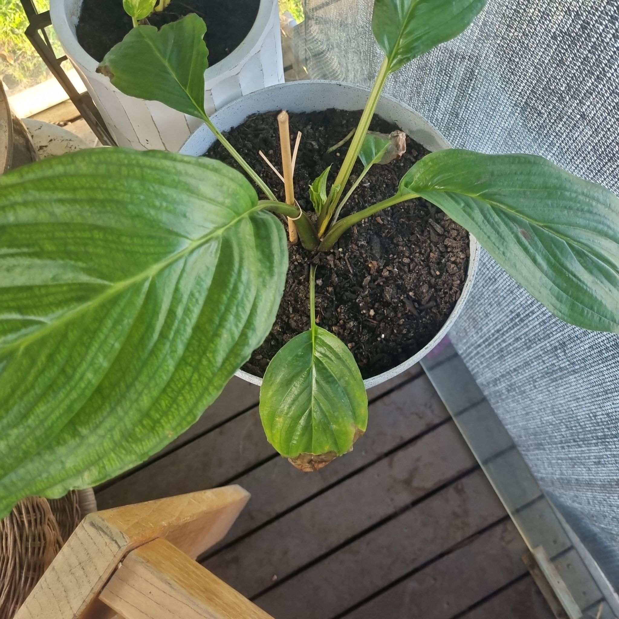 Photo of the plant species Costus spiralis by @StarryCorrea85 named Planty on Greg, the plant care app
