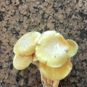 Photo of the plant species Water Spangles by @LitheZinnia56 named Cleopatra on Greg, the plant care app