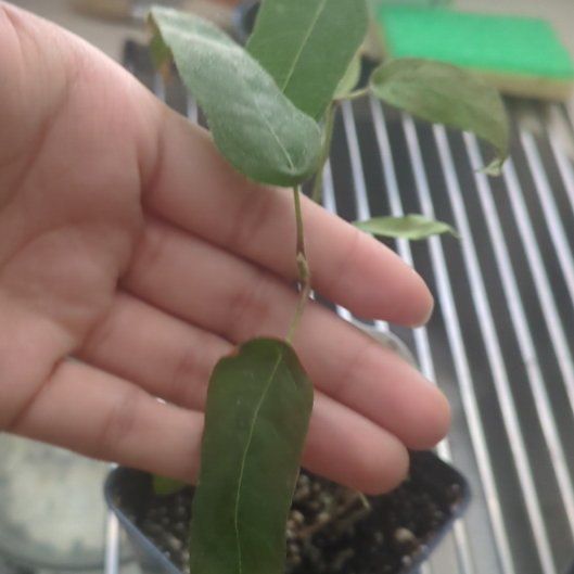 Photo of the plant species Eucalyptus Lemon Bush by @ModelApricot20 named Kesha on Greg, the plant care app