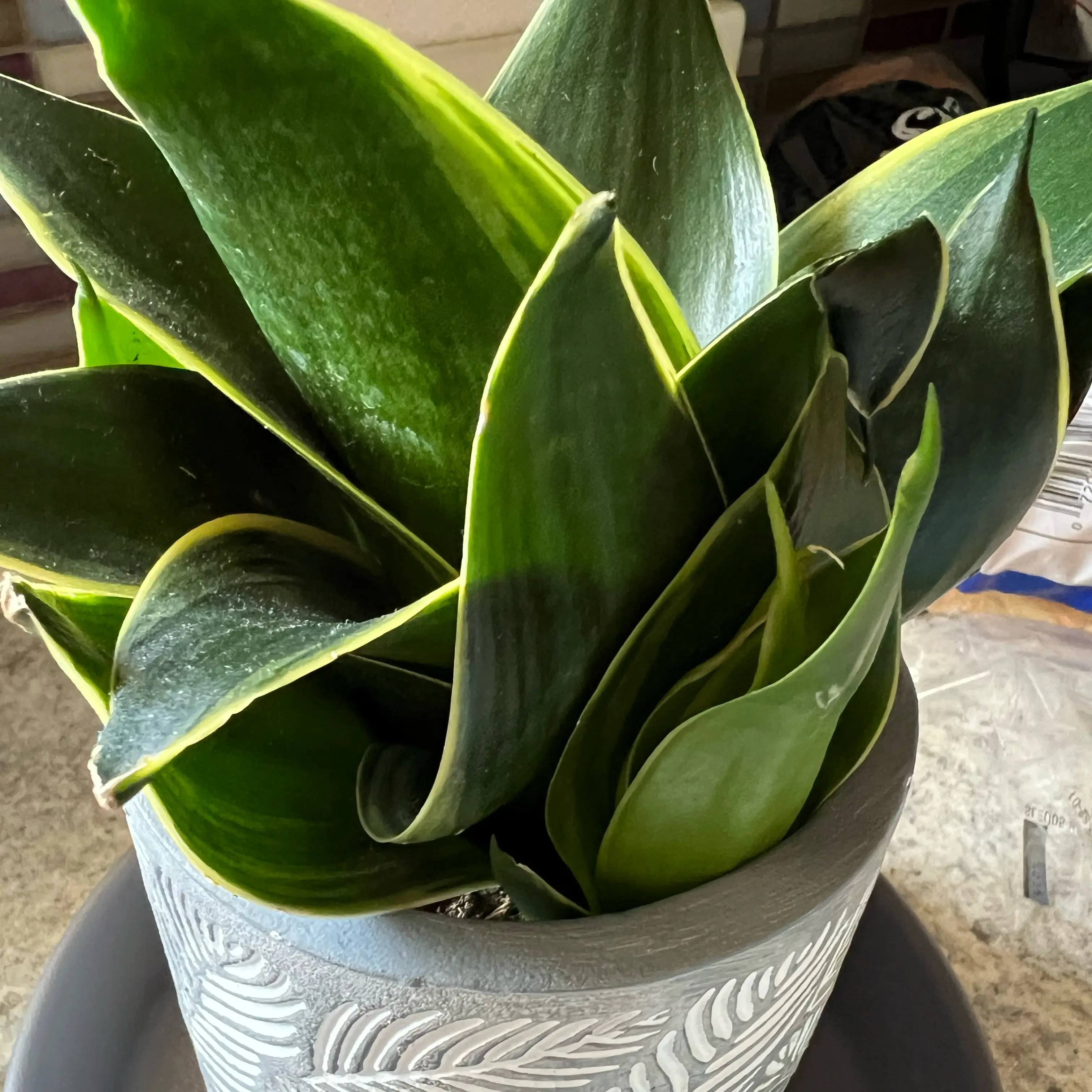 Photo of the plant species Emerald Star Snake Plant by @RadPlantainlily named Emma on Greg, the plant care app
