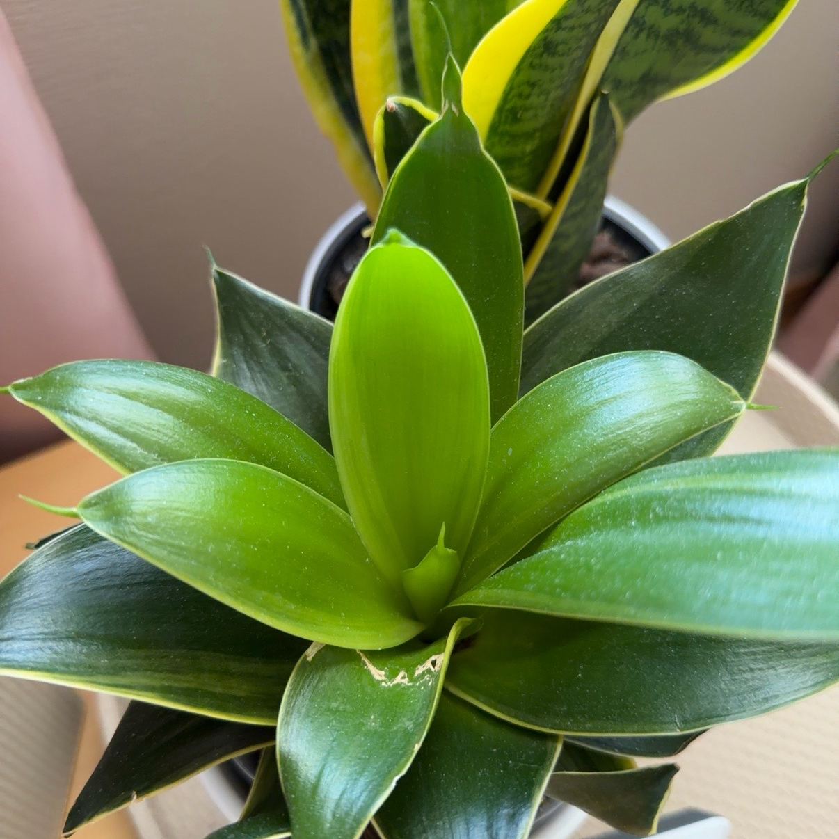 Photo of the plant species Emerald Star Snake Plant by @RadPlantainlily named Emma on Greg, the plant care app