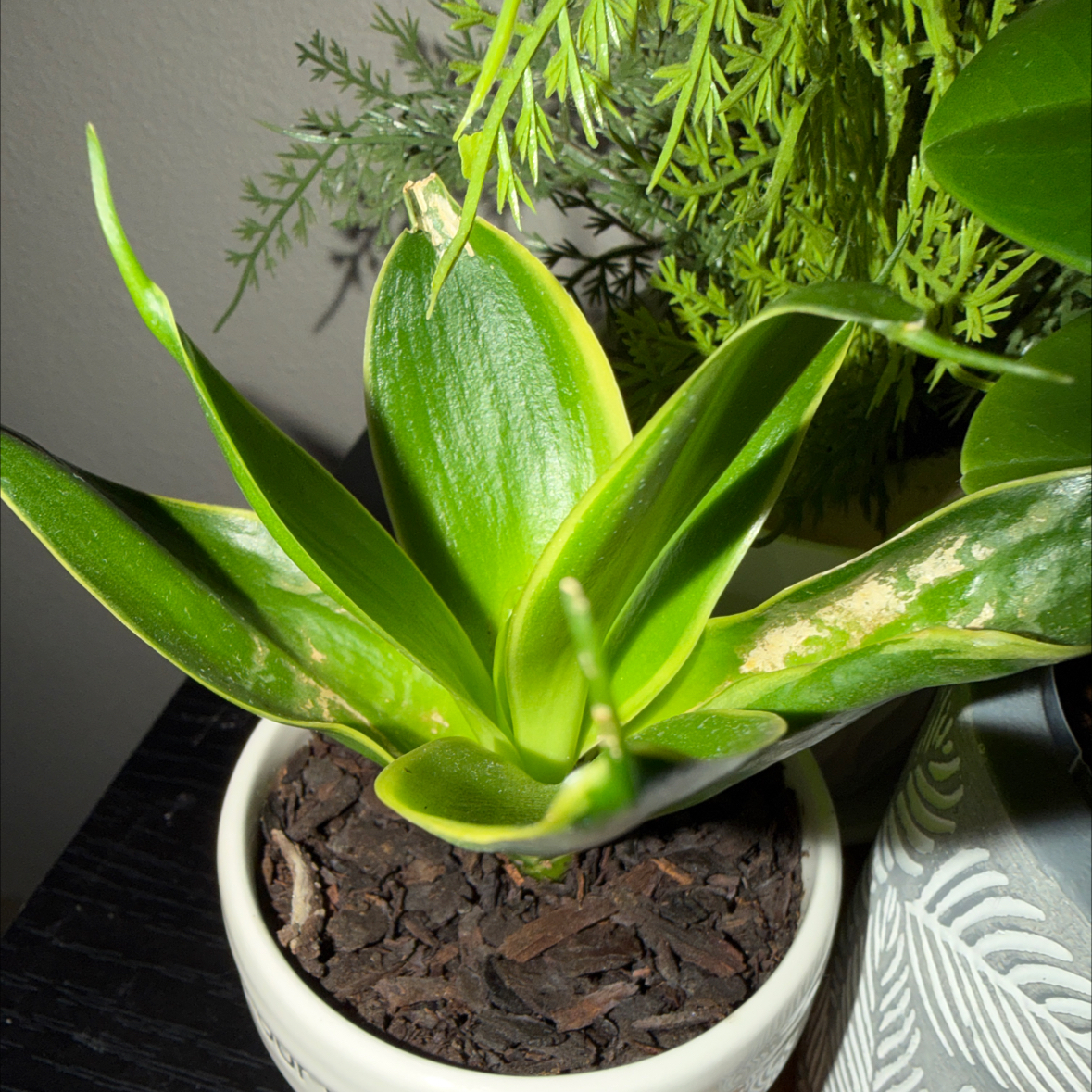 Photo of the plant species Emerald Star Snake Plant by @RadPlantainlily named Sylvia on Greg, the plant care app