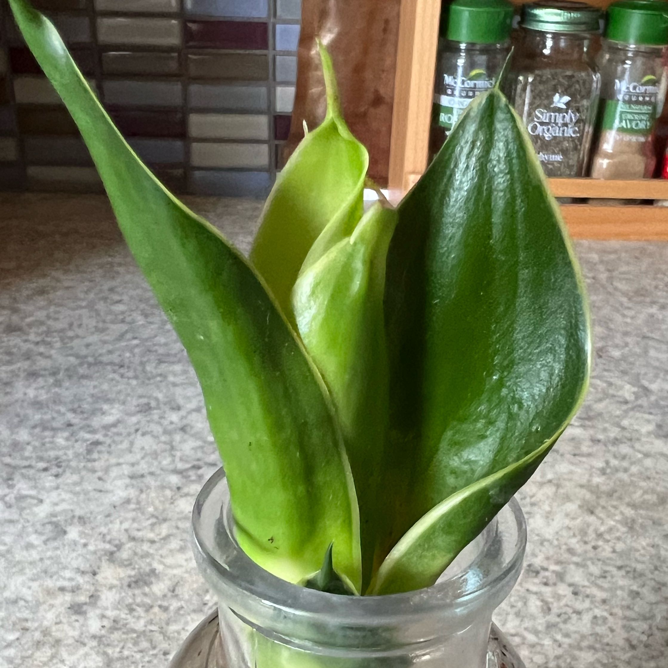 Photo of the plant species Emerald Star Snake Plant by @RadPlantainlily named Dax on Greg, the plant care app