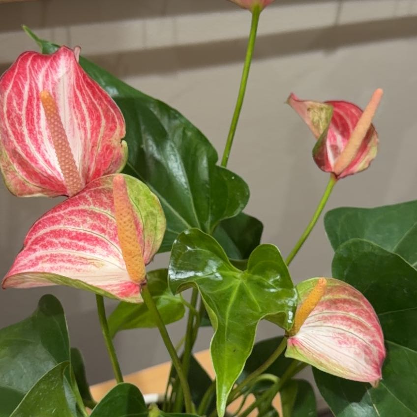 Photo of the plant species Anthurium by @RadPlantainlily named Foxxy on Greg, the plant care app