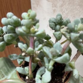 Photo of the plant species Lampranthus Deltoides by @RadPlantainlily named Gobi on Greg, the plant care app