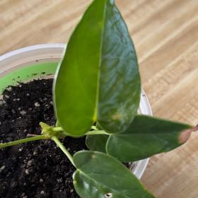 Photo of the plant species Anthurium cirano by @RadPlantainlily named Terra on Greg, the plant care app