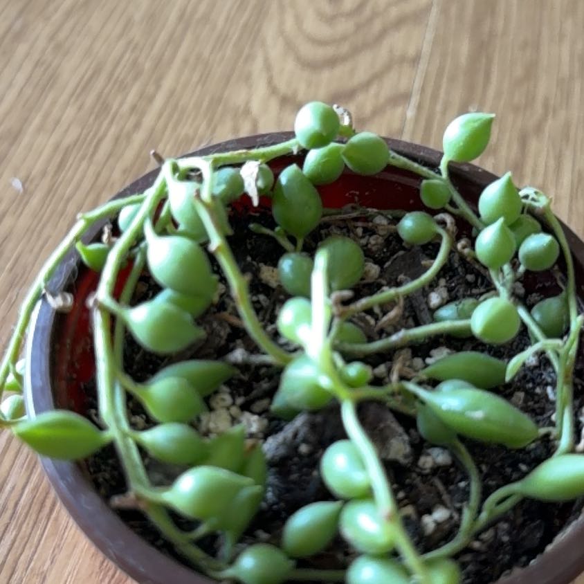 Photo of the plant species String of Tears by @RadPlantainlily named Winston on Greg, the plant care app
