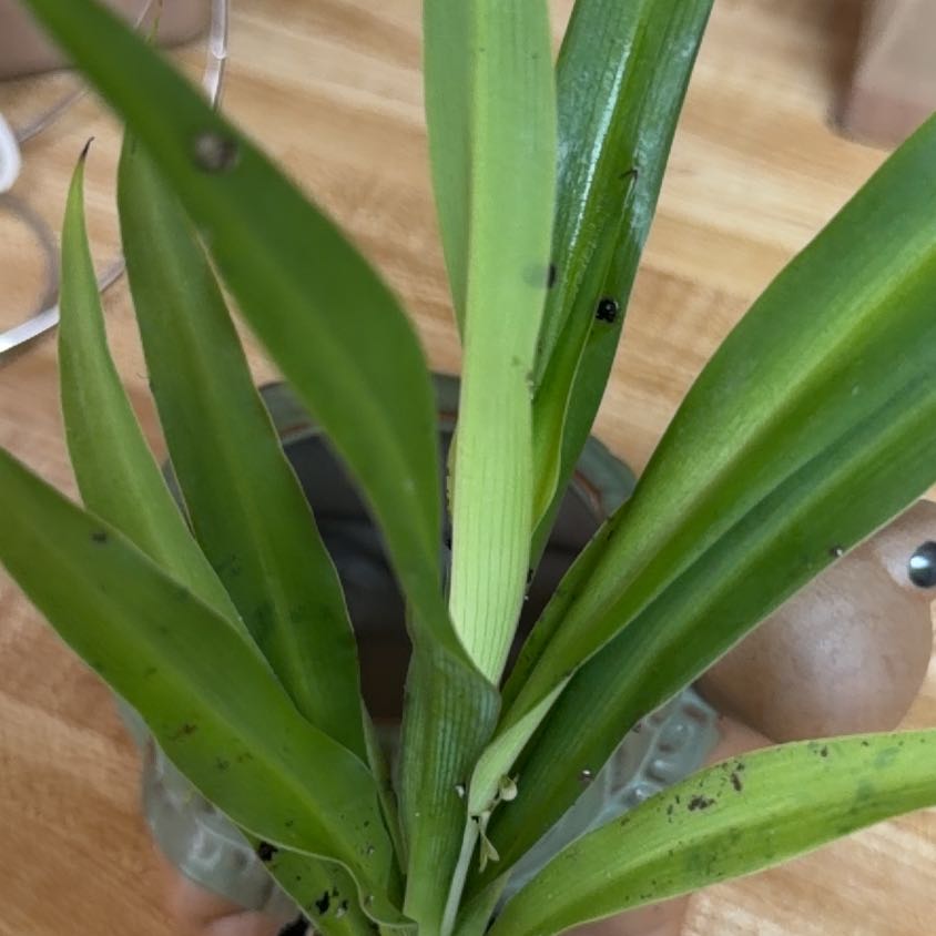 Photo of the plant species Green Spider Plant by @RadPlantainlily named Tiana on Greg, the plant care app