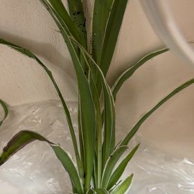 Photo of the plant species Ocean Spider Plant by @RadPlantainlily named Ariel on Greg, the plant care app