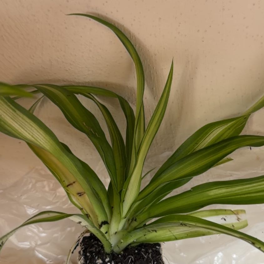 Photo of the plant species Hawaiian Spider Plant by @RadPlantainlily named Moana on Greg, the plant care app