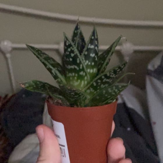 Photo of the plant species Gasteraloe by @LikelyGray66 named Leonardo on Greg, the plant care app