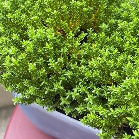 Photo of the plant species Veronica odora by @ExecDonkeystail named Anne on Greg, the plant care app